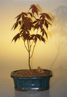 Japanese Red Maple Bonsai Tree - Small (acer palmatum 'atropurpurea')