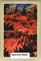 Japanese Red Maple Seeds