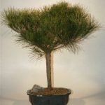 Japanese Red Pine Bonsai Tree (pinus resinosa 'quinobequin')