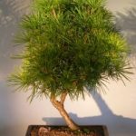 Japanese Umbrella Pine - 23" x 20" x 33" (sciadopitys verticillata)