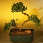 Juniper Bonsai Tree - Curved Trunk (juniper procumbens nana)