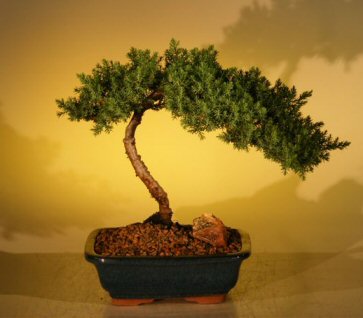 Juniper Bonsai Tree - Juniper Senior (juniper procumbens nana)