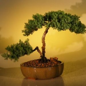 Juniper Bonsai Tree - Juniper Senior (juniper procumbens nana)