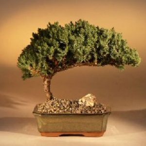 Juniper Bonsai Tree - Medium Juniper Procumbens "nana"