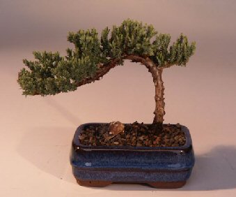 Juniper Bonsai Tree-Small (Juniper Procumbens "nana")