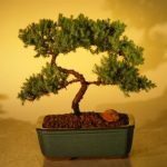 Juniper Bonsai Tree - Trained (juniper procumbens nana)