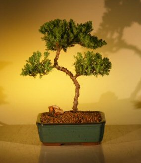 Juniper Bonsai Tree - Trained (juniper procumbens nana)