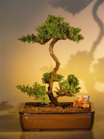 Juniper Bonsai Tree (juniper procumbens 'nana'