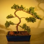 Juniper Bonsai Tree (juniper procumbens 'nana'