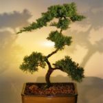 Juniper Bonsai Tree (juniper procumbens 'nana')