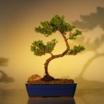 Juniper Bonsai Tree (juniper procumbens 'nana')