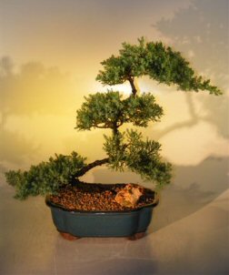 Juniper Bonsai Tree (juniper procumbens nana)