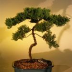Juniper Bonsai Tree (juniper procumbens nana)