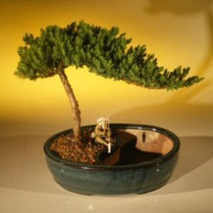 Juniper Bonsai Tree/Water Bonsai Pot - Medium (juniper procumbens "nana")