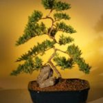 Juniper Karate Kid Bonsai Tree - Extra Large (juniper procumbens "nana")