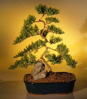 Juniper Karate Kid Bonsai Tree - Extra Large (juniper procumbens "nana")