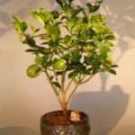 Key Lime Bonsai Tree (citrus aurantifolia)