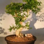 Ligustrum Bonsai Tree (ligustrum lucidum)