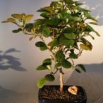 Mistletoe Fig Bonsai Tree (ficus diversifolia)