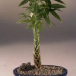 Money Bonsai Tree - 'Little Money' (pachira aquatica)