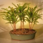 Norfolk Island Pine Bonsai Tree - Three (3) Tree Forest Group (araucaria heterophila)