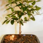 Olive Bonsai Tree (olea europaea "little ollie")