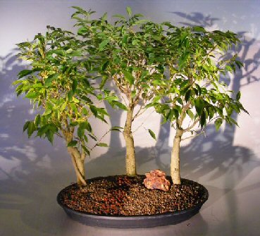 Oriental Ficus Bonsai - 3 Tree Group (ficus benjamina 'orientalis')