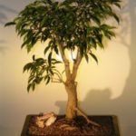 Oriental Ficus Bonsai Tree - Banyan Style (benjamina 'orientalis')