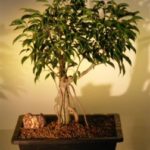 Oriental Ficus Bonsai Tree - Banyan Style (benjamina 'orientalis')