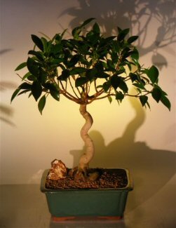 Oriental Ficus Bonsai Tree (Coiled Trunk) (benjamina 'orientalis')