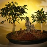 Oriental Ficus Bonsai Tree - Double Planting with Rock Landscape (ficus benjamina 'orientalis')