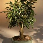 Oriental Ficus Bonsai Tree - Large Size (ficus benjamina 'orientalis')