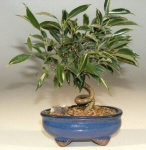 Oriental Ficus Coiled Bonsai Tree - Small (ficus benjamina 'orientalis')