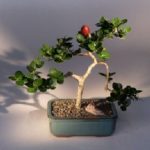 Plum - Medium Flowering Bonsai Tree (Carissa Macrocarpa)