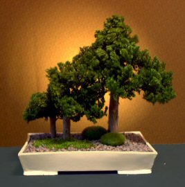 Preserved Juniper Bonsai Tree - Forest Group Style