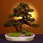 Preserved Juniper Bonsai Tree - Upright Double Trunk Style