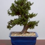 Preserved Juniper Bonsai Tree - Upright Style