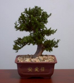 Preserved Juniper Bonsai Tree - Upright Style Potted in Chinese Bonsai Container