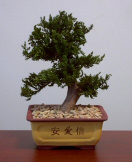 Preserved Juniper Bonsai Tree - Upright Style Potted in Chinese Bonsai Container