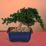 Preserved Juniper Bonsai Tree - Windswept Style