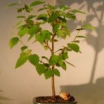 River Birch Bonsai Tree (betula nigra)