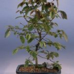 Rock Hornbeam Bonsai Tree (carpinus turczaninovii)