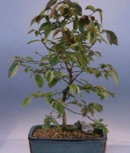 Rock Hornbeam Bonsai Tree (carpinus turczaninovii)
