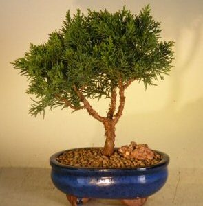Shimpaku Bonsai Tree Bonsai Tree - Small (shimpaku itoigawa)