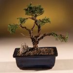 Shimpaku Juniper Bonsai Tree - Trained (juniper chinensis)