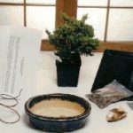 Starter Kit Make Your Own Bonsai Tree