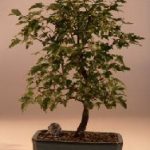 Trident Maple Bonsai Tree (Acer Buergerianum)