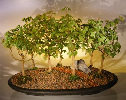 Trident Maple Bonsai Tree Seven Tree Forest Group (acer buergerianum)