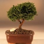 Tsukomo Cypress Bonsai Tree (chamaecyparis pisifera tsukomo)