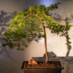 Weeping Hemlock Bonsai Tree (heterophylla thorsen)
